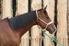 10yr Old Broke Gelding 17hh - Photo 2