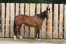 10yr Old Broke Gelding 17hh - Photo 3