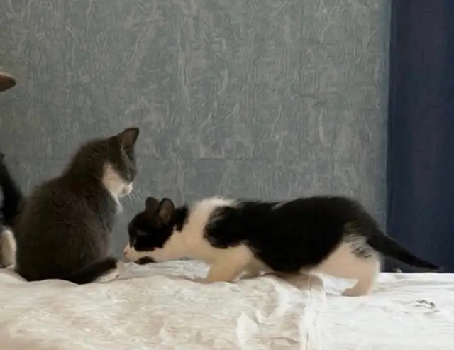 chatons à vendre / kittens for sale
