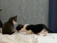 chatons à vendre / kittens for sale