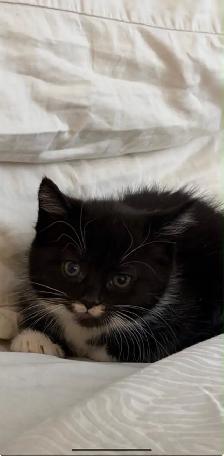 chatons à vendre / kittens for sale - Photo 3