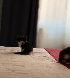 chatons à vendre / kittens for sale - Photo 4