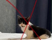 chatons à vendre / kittens for sale - Photo 7
