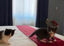 chatons à vendre / kittens for sale - Photo 9