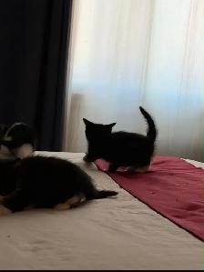 chatons à vendre / kittens for sale - Photo 10