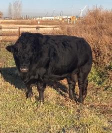 3 Yr Old Black Angus x Simmental Bull