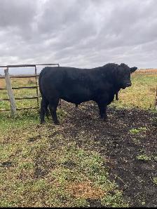 3 Yr Old Black Angus x Simmental Bull - Photo 2