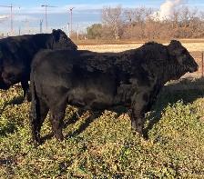 3 Yr Old Black Angus x Simmental Bull - Photo 3