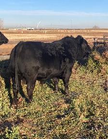 3 Yr Old Black Angus x Simmental Bull - Photo 4