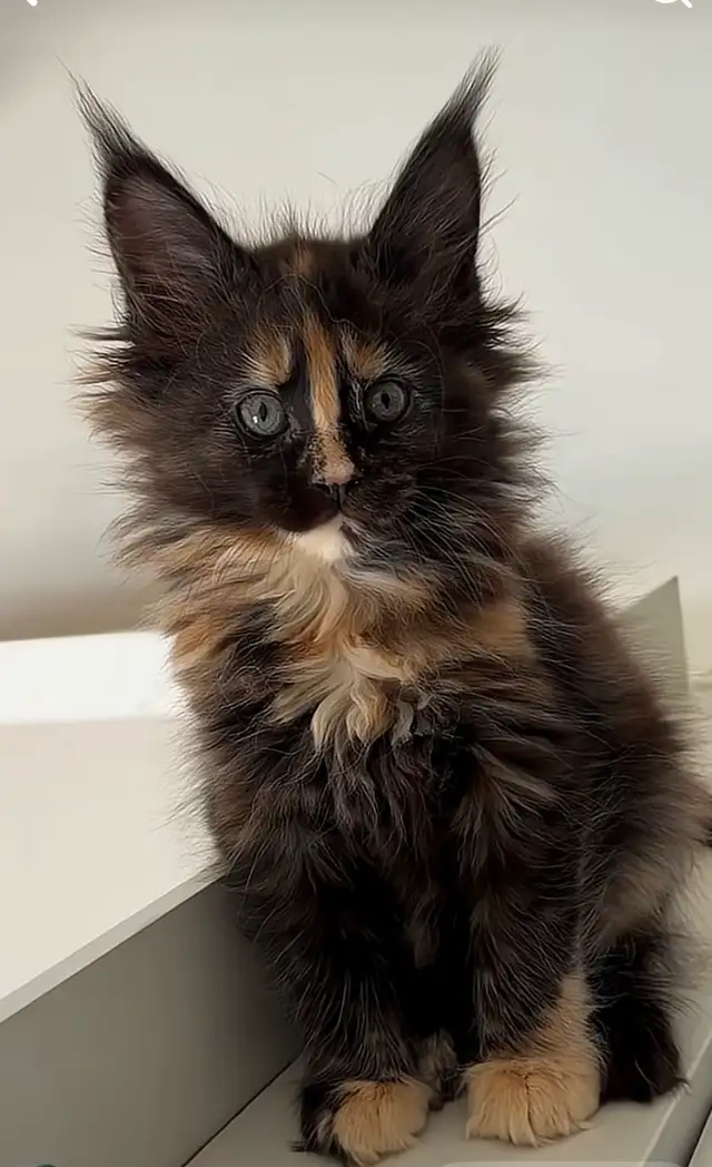 Purebred Maine Coon Kittens – Now Open for Reservation!