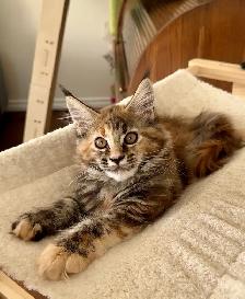 Purebred Maine Coon Kittens – Now Open for Reservation! - Photo 3