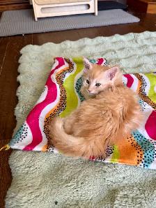 Purebred Maine Coon Kittens – Now Open for Reservation! - Photo 7