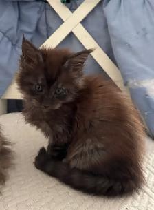 Purebred Maine Coon Kittens – Now Open for Reservation! - Photo 8