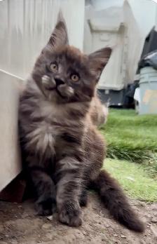 Purebred Maine Coon Kittens – Now Open for Reservation! - Photo 9