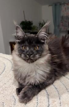 Purebred Maine Coon Kittens – Now Open for Reservation! - Photo 10