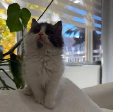 Chaton sibérien hypoallergene - Photo 2