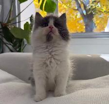 Chaton sibérien hypoallergene - Photo 3