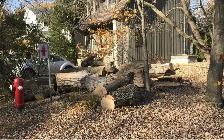 Troncs d'arbre à donner - Photo 2