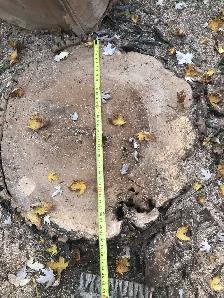 Troncs d'arbre à donner - Photo 3