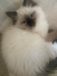 GORGEOUS BABY BICOLOR WHITEMITTTED RAGDOLLS!!