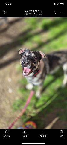 Looking for furever home - Photo 2