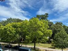 Plateau Beau 4 1/2  face au Parc Lafontaine - Photo 9