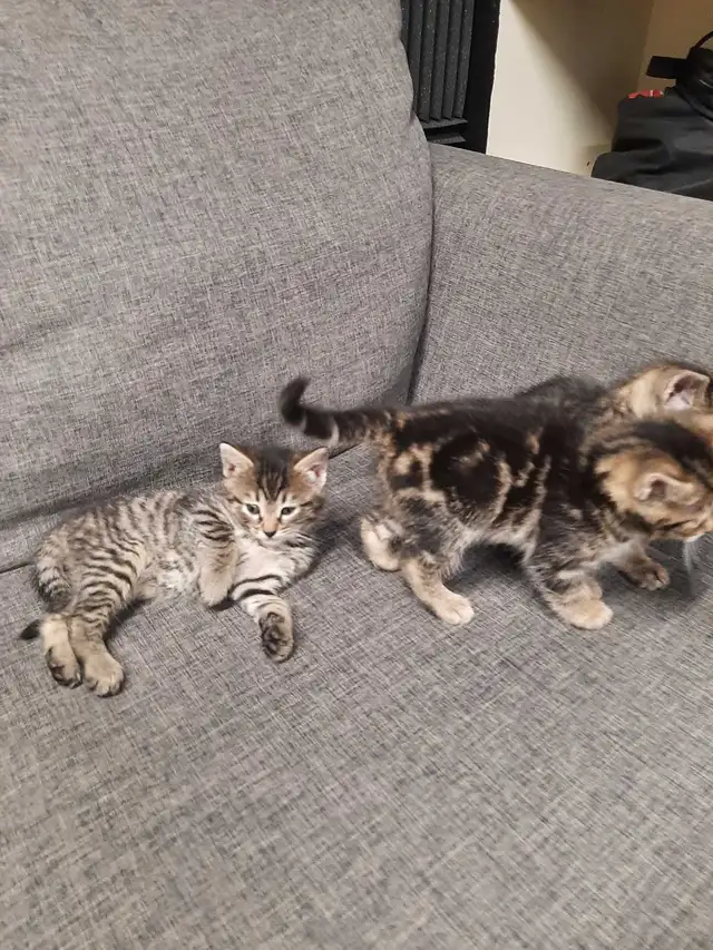 bébé chat