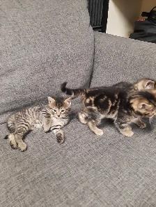 bébé chat