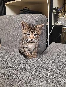 bébé chat - Photo 2