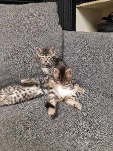 bébé chat - Photo 3