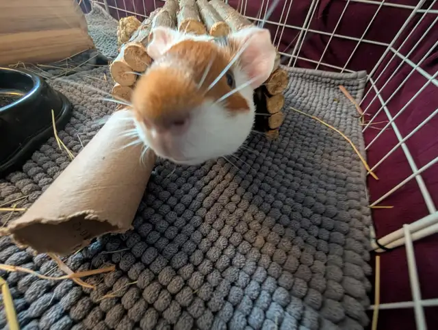 Rascally Rabbit Rescue - Guineapigs!