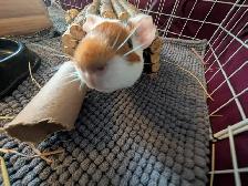 Rascally Rabbit Rescue - Guineapigs!