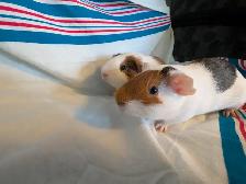 Rascally Rabbit Rescue - Guineapigs! - Photo 2