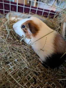 Rascally Rabbit Rescue - Guineapigs! - Photo 3