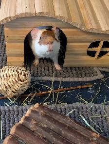 Rascally Rabbit Rescue - Guineapigs! - Photo 4