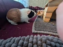 Rascally Rabbit Rescue - Guineapigs! - Photo 5