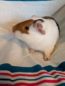 Rascally Rabbit Rescue - Guineapigs! - Photo 6