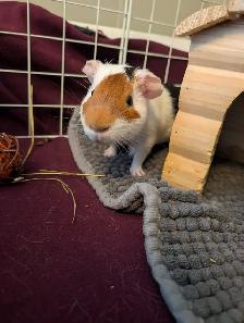 Rascally Rabbit Rescue - Guineapigs! - Photo 7