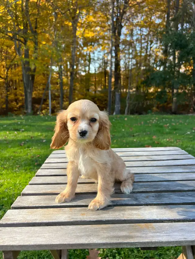 Beautiful Cavapoo Puppies