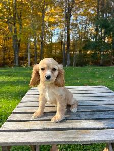 Beautiful Cavapoo Puppies