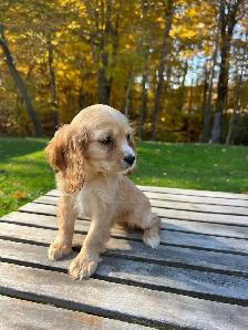 Beautiful Cavapoo Puppies - Photo 2