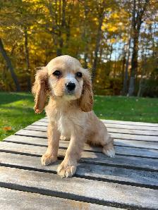 Beautiful Cavapoo Puppies - Photo 3
