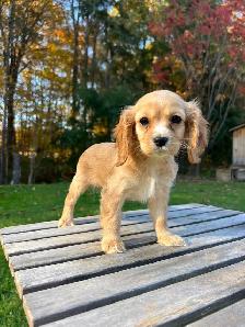 Beautiful Cavapoo Puppies - Photo 4