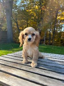 Beautiful Cavapoo Puppies - Photo 5