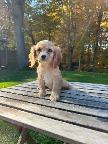 Beautiful Cavapoo Puppies - Photo 6