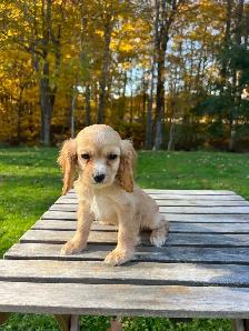 Beautiful Cavapoo Puppies - Photo 7