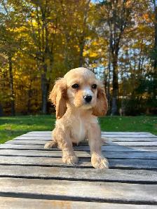 Beautiful Cavapoo Puppies - Photo 8