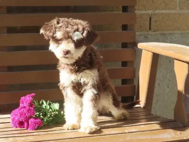 Mini Poodle Female