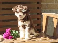 Mini Poodle Female