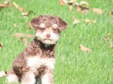 Mini Poodle Female - Photo 2